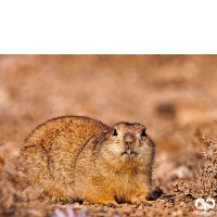 گونه سنجاب زمینی Spermophilus fulvus